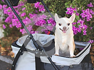 Happy brown short hair Chihuahua dog standing in pet stroller in the park with purple flowers background. smiling and looking at
