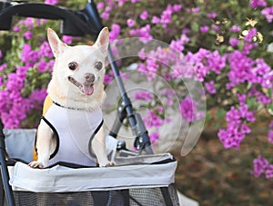 Happy brown short hair Chihuahua dog standing in pet stroller in the park with purple flowers background. smiling and looking at