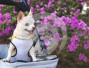 Happy brown short hair Chihuahua dog standing in pet stroller in the park with purple flowers background. smiling and looking