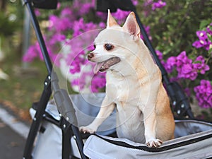 Happy brown short hair Chihuahua dog standing in pet stroller in the park with purple flowers background. smiling and looking
