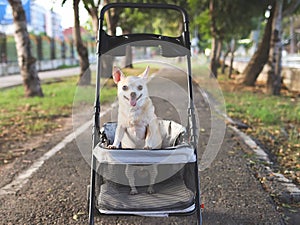 Happy brown short hair Chihuahua dog standing in pet stroller in the park. Smiling happily and looking at camera