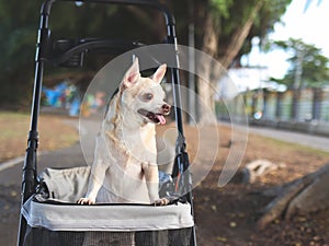 Happy brown short hair Chihuahua dog standing in pet stroller in the park. Smiling happily and looking sideway curiously
