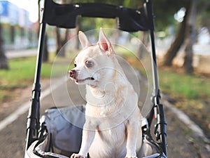 Happy brown short hair Chihuahua dog standing in pet stroller in the park. Smiling happily and looking sideway curiously