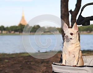 Happy brown short hair Chihuahua dog standing in pet stroller in the park with Temple and lake background. Looking curiously