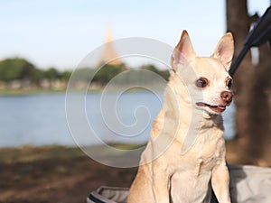 Happy brown short hair Chihuahua dog standing in pet stroller in the park with Temple and lake background. Looking curiously