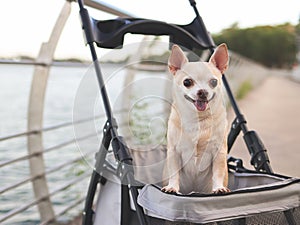 Happy brown short hair Chihuahua dog standing in pet stroller on walk way fence by water in the lake. smiling and looking at