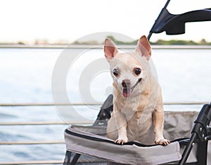 Happy brown short hair Chihuahua dog standing in pet stroller on walk way fence by water in the lake. smiling and looking at