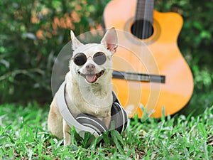 happy brown short hair chihuahua dog wearing sunglasses and headphones around neck,sitting with acoustic guitar on green grass in
