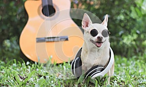 happy brown short hair chihuahua dog wearing sunglasses and headphones around neck,sitting with acoustic guitar on green grass in