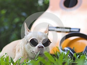 happy brown short hair chihuahua dog wearing sunglasses lying down with acoustic guitar and headphones on green grass in the