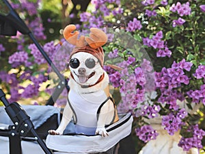 Happy brown short hair Chihuahua dog wearing sunglasses and reindeer horn hat, standing in pet stroller, smiling and looking at