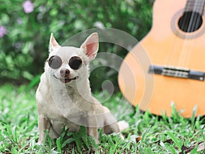 happy brown short hair chihuahua dog wearing sunglasses sitting with acoustic guitar on green grasses in the garden, smiling