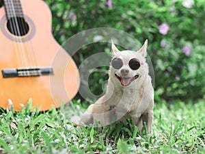 happy brown short hair chihuahua dog wearing sunglasses sitting with acoustic guitar on green grasses in the garden, smiling