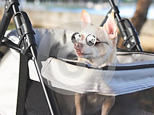Happy brown short hair Chihuahua dog wearing sunglasses, sitting in pet stroller in the park. Smiling happily