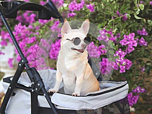 Happy brown short hair Chihuahua dog wearing sunglasses, standing in pet stroller in the park with purple flowers background