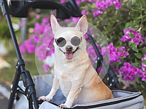 Happy brown short hair Chihuahua dog wearing sunglasses, standing in pet stroller in the park with purple flowers background.