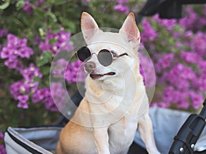 Happy brown short hair Chihuahua dog wearing sunglasses, standing in pet stroller in the park with purple flowers background