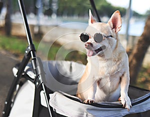 Happy brown short hair Chihuahua dog wearing sunglasses, standing in pet stroller in the park. Smiling happily