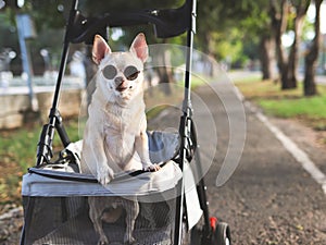 Happy brown short hair Chihuahua dog wearing sunglasses, standing in pet stroller in the park. Smiling happily