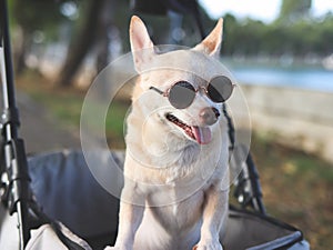 Happy brown short hair Chihuahua dog wearing sunglasses, standing in pet stroller in the park. Smiling happily