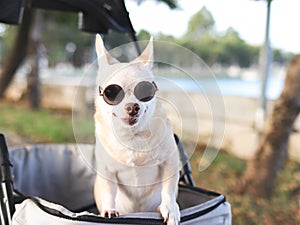Happy brown short hair Chihuahua dog wearing sunglasses, standing in pet stroller in the park. Smiling happily