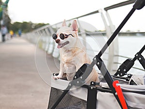 Happy brown short hair Chihuahua dog wearing sunglasses standing in pet stroller on walk way fence by the lake, smiling and