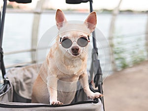 Happy brown short hair Chihuahua dog wearing sunglasses standing in pet stroller on walk way fence by the lake, smiling and