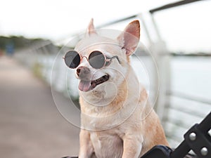 Happy brown short hair Chihuahua dog wearing sunglasses standing in pet stroller on walk way fence by the lake, smiling and
