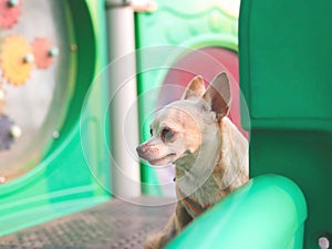 happy Brown short hairChihiahua dog sitting on playground equipment, looking away