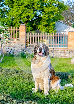 Happy brown and white dog sitting in the sunshine