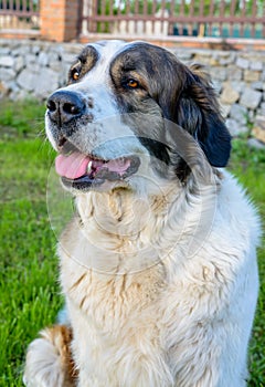 Happy brown and white dog sitting in the sunshine