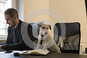 happy businessman working on laptop in office sitting next to dog with a tie