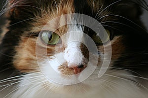 Happy Calico Cat photo