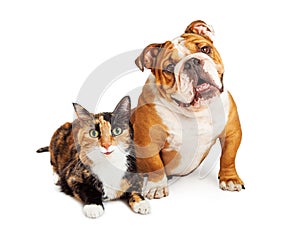 Happy Calico Cat and Dog Together