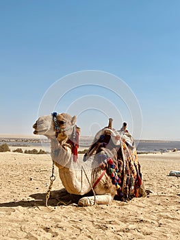 Happy Camel in the Desert-Fayoum, Egypt