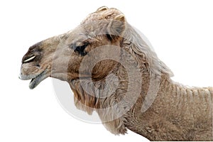 Happy Camel Isolated