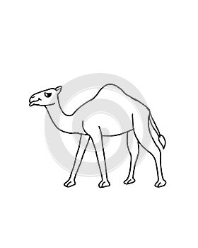 Happy Camel line art illustration cartoon white background