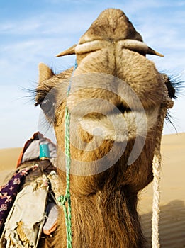 Happy camel smiling in the desert.