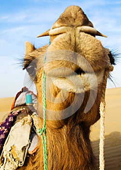 Happy Camel Smiling in the Desert