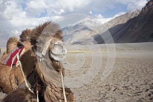 Happy camel is smiling for his portrait photo.