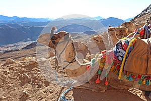 A Happy camel on top of mountain Moses in Saint Catherine