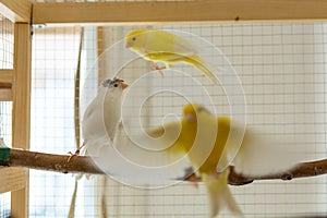 Happy canary birds playing in a cage at home