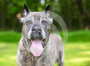 A happy Cane Corso dog outdoors