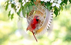 Happy cardinal eating suet