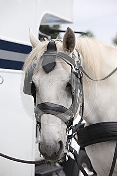 A Happy Carriage Horse