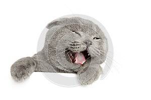 Happy cat above white banner