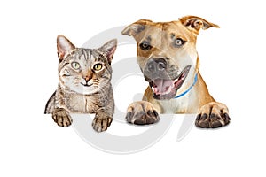 Happy Cat and Dog Over White Banner photo