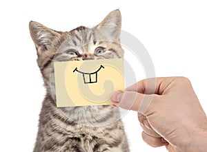Happy cat with funny smile on cardboard isolated on white