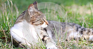 Happy cat gets pleasure basking in the summer sun on the grass