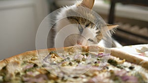 Happy cat licks delicious pizza on the table in the kitchen